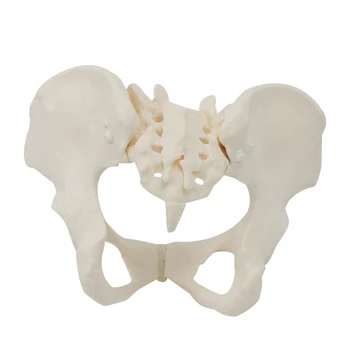 1 шт Модель женского таза в натуральную величину 1: 1 Модель скелета женского таза Анатомическая модель для научного образования